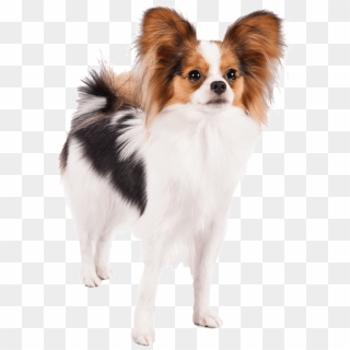 Well Animal Vet Clipart - Papillon Dog Transparent Background, HD Png Download