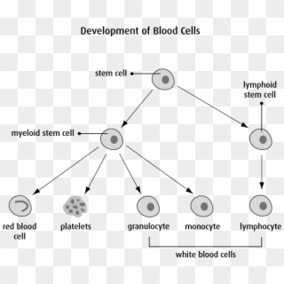 Cellules Myéloides Et Lymphoides, HD Png Download