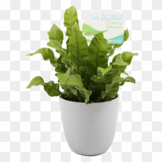 If You Care For This Low Maintenance Plant Properly, - Flowerpot, HD Png Download