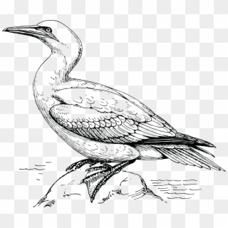 Free Clipart Of A Gannet Bird - Cocrico Colouring Page Trinidad, HD Png Download