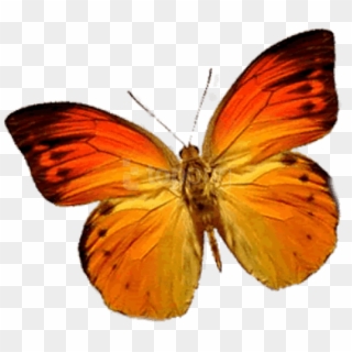 Free Png Download Butterfly Orange Left Png Images - Butterfly, Transparent Png