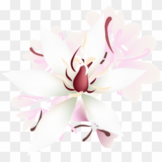 Petalos De Rosa Transparente Png Decorativo - Magnolia, Png Download