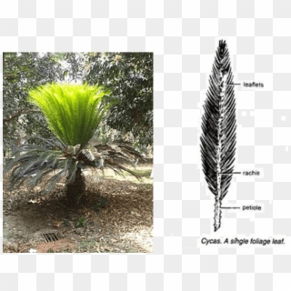 A Single Foliage Leaf - Pond Pine, HD Png Download