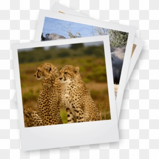 African Tour Operator - Two Animals Together, HD Png Download