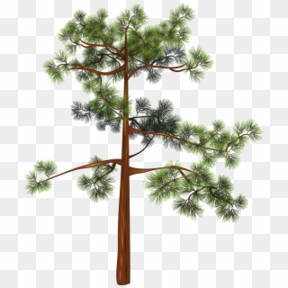 Tree Png Clipart Image - Pitch Pine Png, Transparent Png