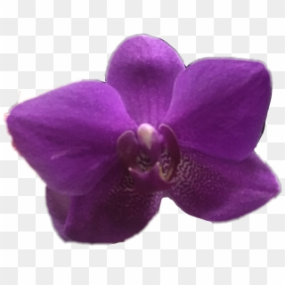 #orchid #flower #purple #ftestickers #spring #april - Moth Orchid, HD Png Download
