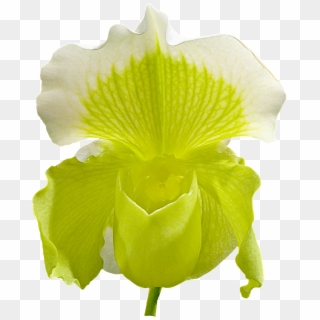 Orchid Flower, HD Png Download