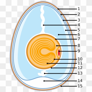 Schematic Of A Chicken Egg, HD Png Download
