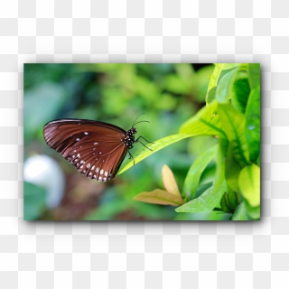 I'm A Fan Of Canon - Brush-footed Butterfly, HD Png Download