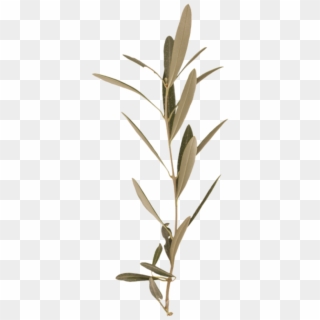 Branch Olive - Twig, HD Png Download