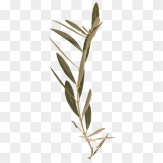 Branch Olive - Black Willow, HD Png Download