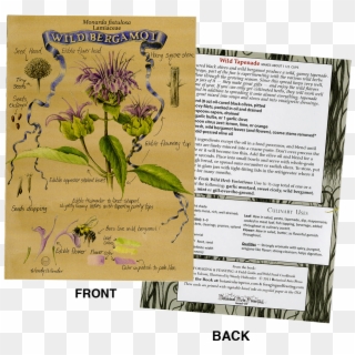 Wildbergamotcard - Red Clover, HD Png Download