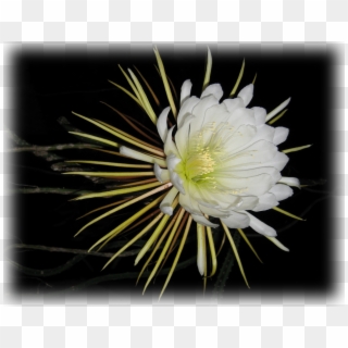Large-flowered Cactus, HD Png Download