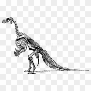 Free Png Download Tyrannosaurus Fossil Skeleton Png - Dinosaur Bones Transparent Background, Png Download