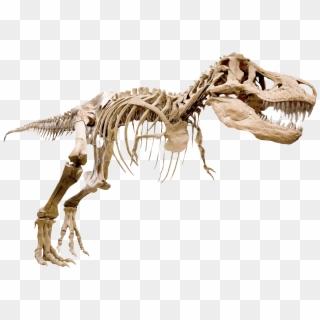 Skelett Av T-rex - T Rex Arms Skeleton, HD Png Download