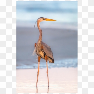 The Shop - Water Bird, HD Png Download
