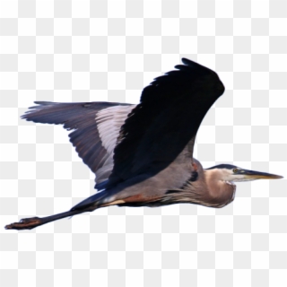 Great Blue Heron Clipart Flying - Great Blue Heron, HD Png Download