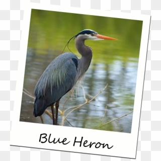 Our Little Piece Of Heaven Is Located In The Village - Heron Bird, HD Png Download