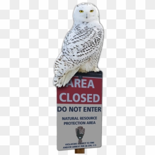 I Just Added A New Snowy Owl Design To My Cafepress - Not Enter Sign, HD Png Download