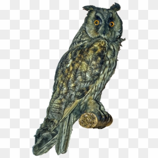 Owl, Long Eared Owl, Scops-owl, Bird, Bird Of Prey - Great Horned Owl, HD Png Download