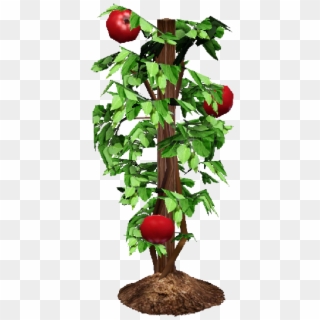 Tomato Plant Png - Tomato Plant Transparent Clipart, Png Download