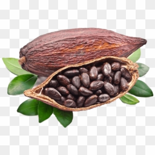 Free Png Cocoa Beans Grown Around The World Png Image - Propiedades Del Cacao Puro, Transparent Png