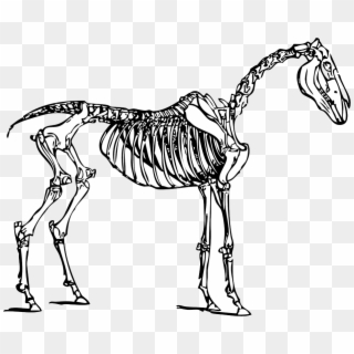 Cartoon - Horse Skeleton Clipart, HD Png Download