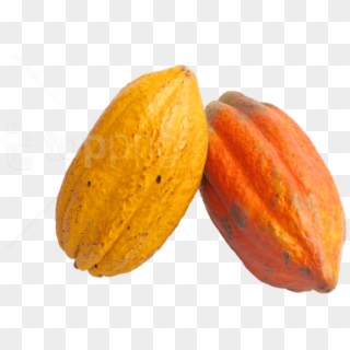 Free Png Cacao Png Images Transparent - Cocoa Fruit Png, Png Download