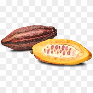 Then, Imagine A Recipe It's Like Writing A Story - Cacao Fruit, HD Png Download