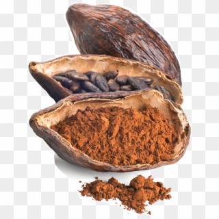 Cacao , Png Download - Cocoa Bean, Transparent Png