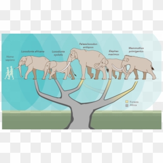 A New Study Reconfigures The Elephant Family Tree, - African Elephants And Asian Elephants Hybrid, HD Png Download