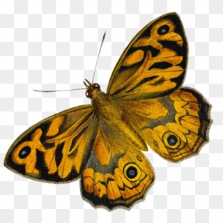 What Are The Differences Between Butterflies And Moths - Butterfly Moth, HD Png Download