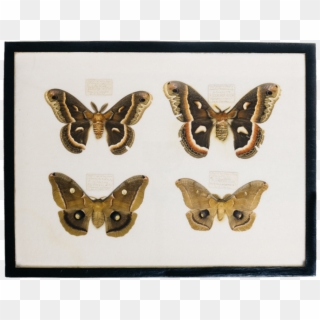 Moth Collection Thumbnail - Moth, HD Png Download