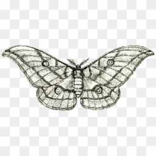 This Free Icons Png Design Of Moth 3 - Moths Clipart, Transparent Png