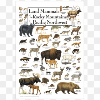 Land Mammals Of The Rocky Mountains & The Pacific Northwest - Dairy Cow, HD Png Download