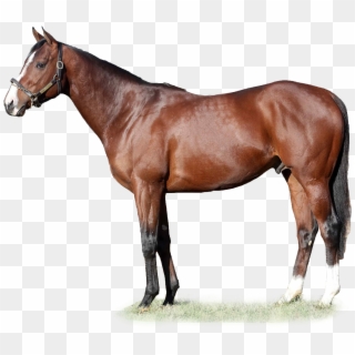 Oscar Performance - Speightstown Horse, HD Png Download