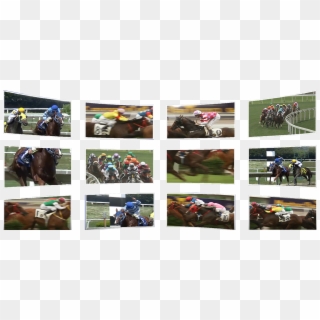 Real Horses, Real Races, Real Money Winnings - Flat Racing, HD Png Download