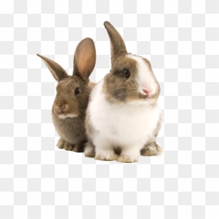 Transparent Bunny Rabbit Png, Png Download