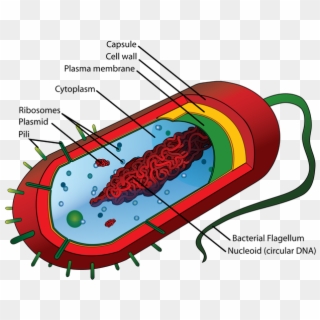 Average Prokaryote Cell- En - Structure Of Bacteria, HD Png Download