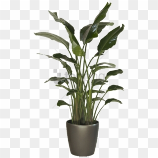 Free Png Large Indoor Bird Of Paradise Png Image With - Large Indoor Floor Plants, Transparent Png
