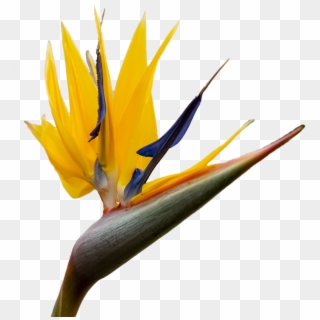 Do Patient Characteristics Affect Acupuncture Treatment - Bird Of Paradise, HD Png Download