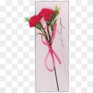 Pink Carnation - Carnation, HD Png Download