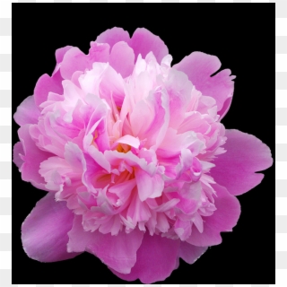 2 - Peony, HD Png Download