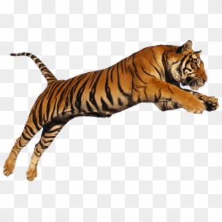 Se Alguém Dissesse Que O Tigre É O Rei Das Selvas, - Tiger Png, Transparent Png