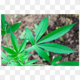 Cannabis, HD Png Download