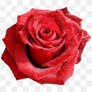 Rose With Dew Drops - Red Roses, HD Png Download