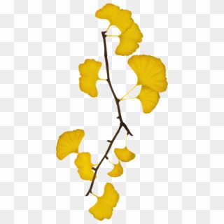 Ginkgo Autumn Leaves Png, Transparent Png