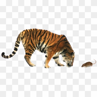 Are You David Or Goliath - Siberian Tiger, HD Png Download