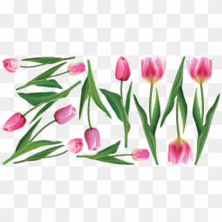 Sticker Fleurs Tulipes Roses Ambiance Sticker Col Inc - Sprenger's Tulip, HD Png Download