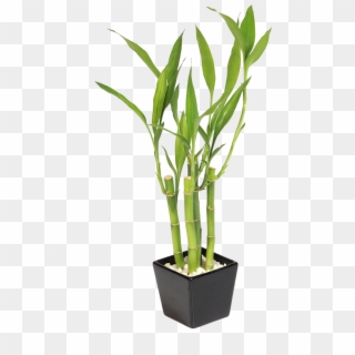 Florero Bambu Png, Transparent Png
